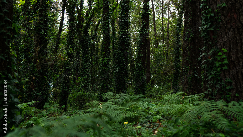 Fototapeta premium Woods