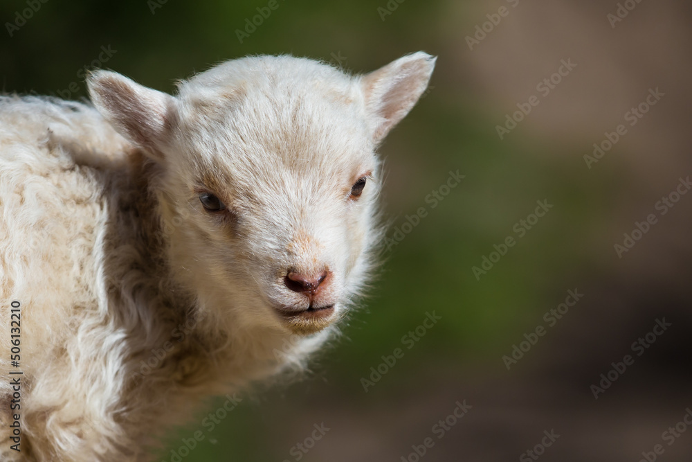 Sheep and rams are useful pets Sheep and rams are useful pets