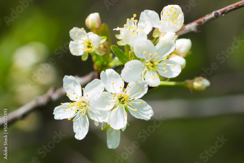 Prunus cerasus, of the family Rosaceae. Central Russia.