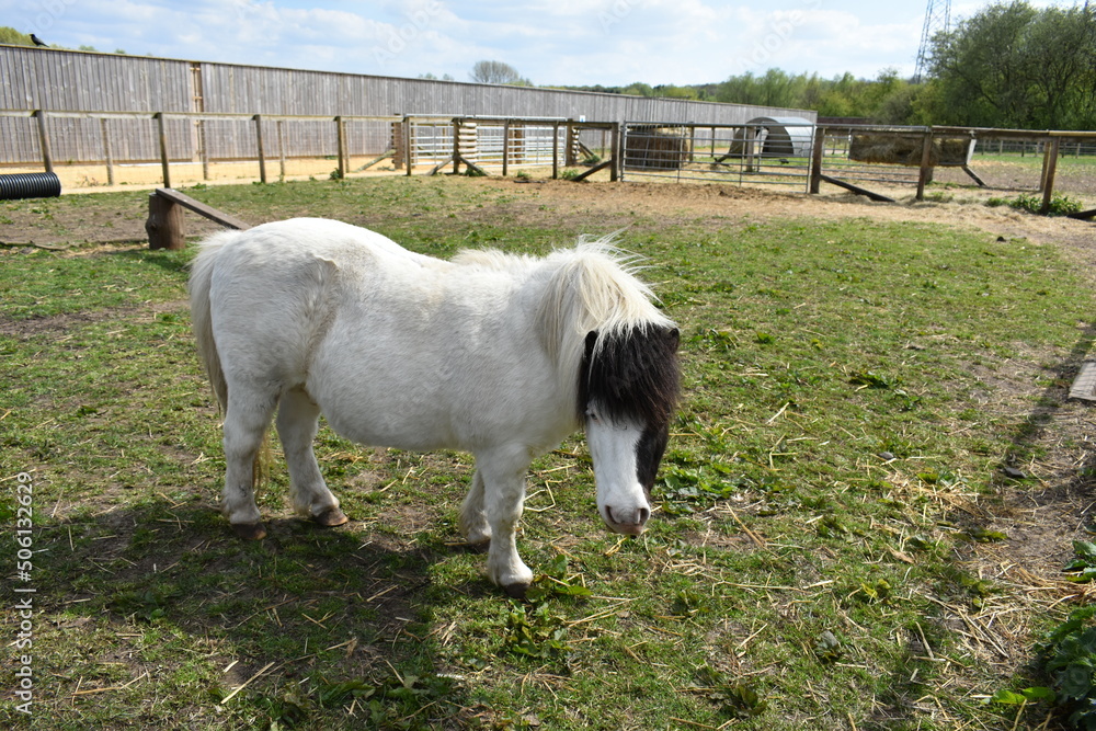 Fototapeta premium white horse in a field