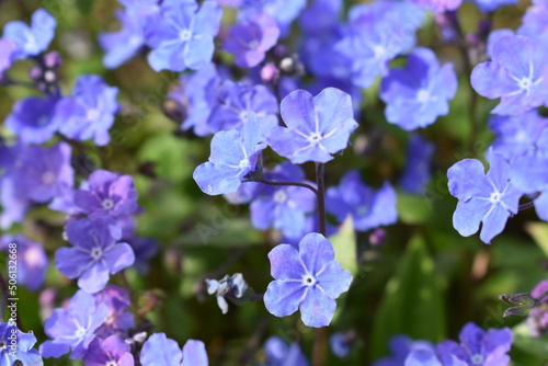 Fototapeta Naklejka Na Ścianę i Meble -  Blue flower