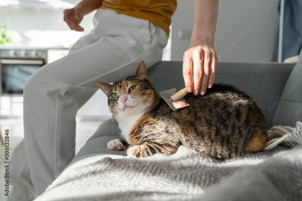 Closeup of woman combing fur cat with brush, sitting on sofa. Female taking care of pet removing hair at home. Cat grooming, combing wool, hygiene concept. 