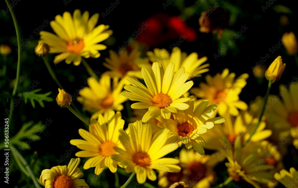 Obraz premium yellow flowers