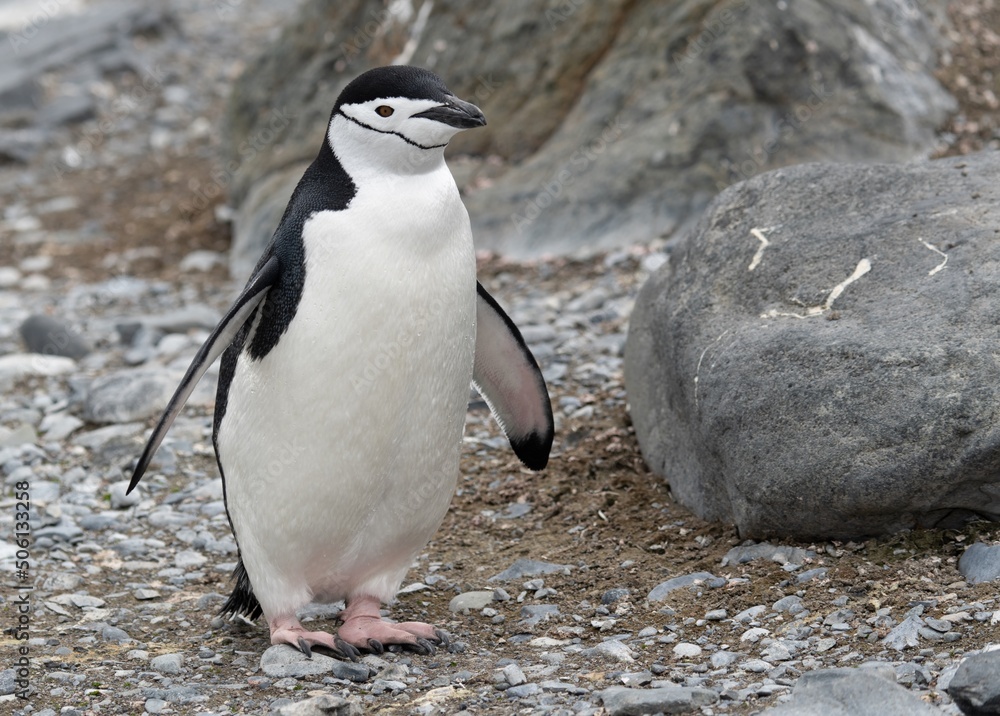 Naklejka premium Zügelpinguin – Antarktis Deception Island