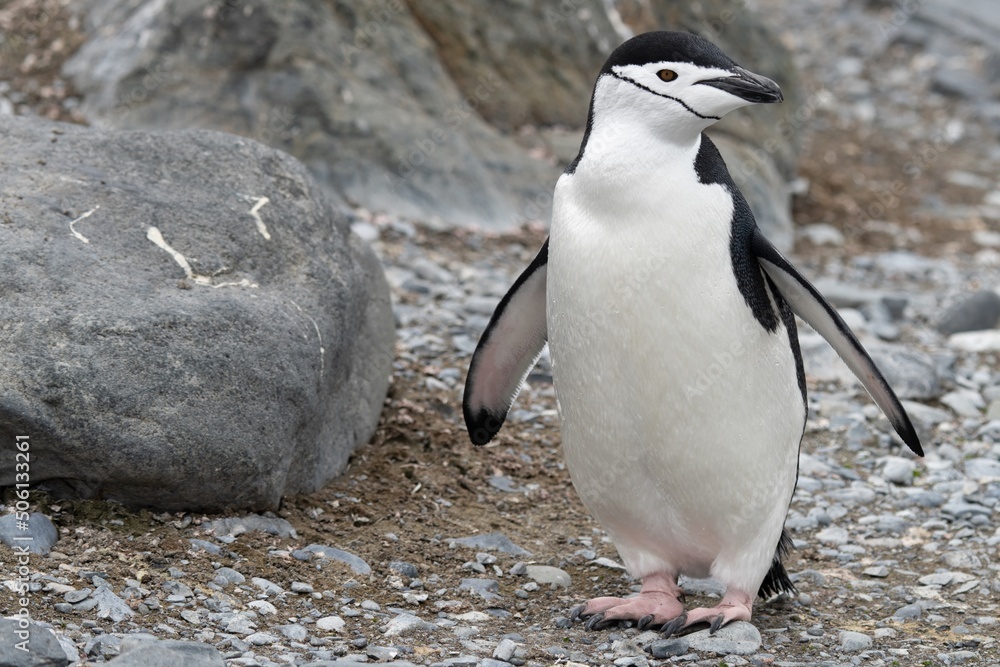 Naklejka premium Zügelpinguin – Antarktis Deception Island