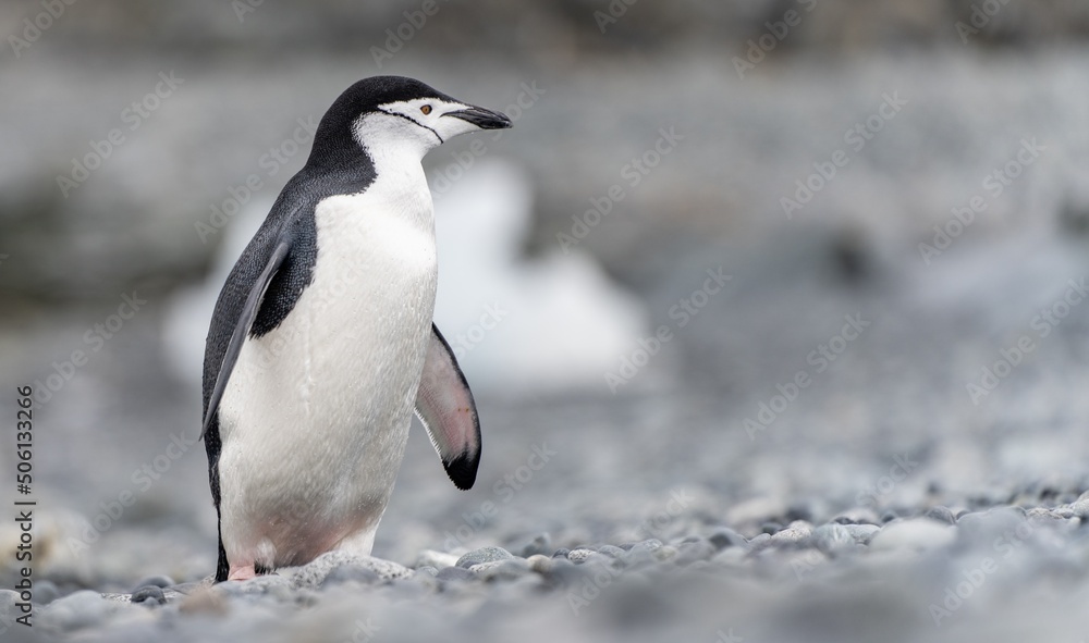 Naklejka premium Zügelpinguin – Antarktis Deception Island