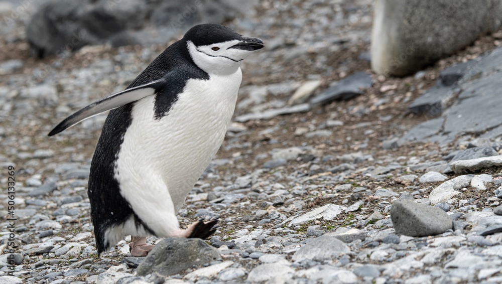 Naklejka premium Zügelpinguin – Antarktis Deception Island