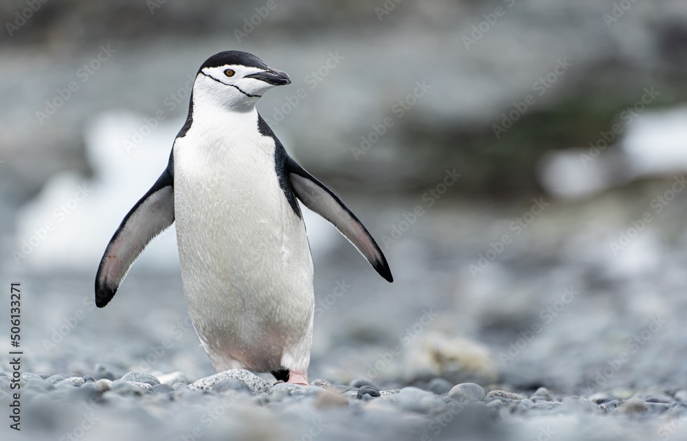 Obraz premium Zügelpinguin – Antarktis Deception Island
