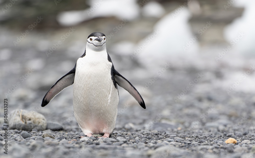 Fototapeta premium Zügelpinguin – Antarktis Deception Island