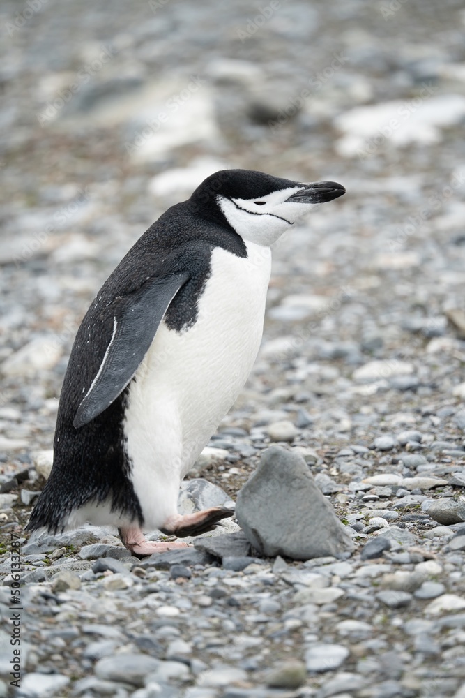 Naklejka premium Zügelpinguin – Antarktis Deception Island