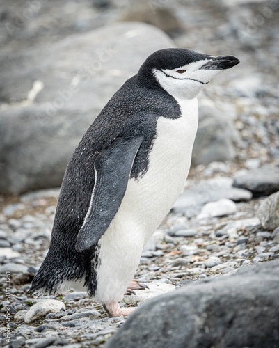 Z  gelpinguin     Antarktis Deception Island