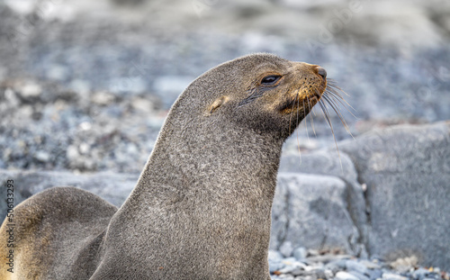 Antarktischer Seebär (Arctocephalus gazella) auf den Süd-Shettland-Inseln vor der Antarktis