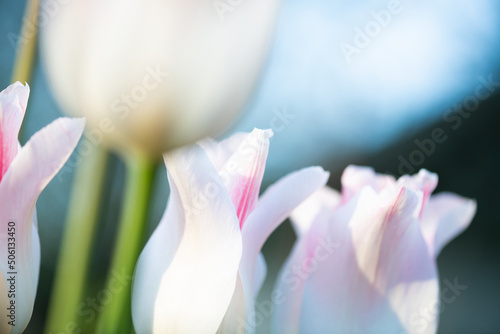 Fototapeta Naklejka Na Ścianę i Meble -  Bloom white tulips in spring in flower garden. Beautiful white tulips flowers. Flowering background of spring flowers tulips closeup