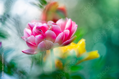 Pink Tulip flower in garden. Beautiful tulip flower on blurred green background. Flowering background of bloom pink tulip in spring in flower garden. Floral background