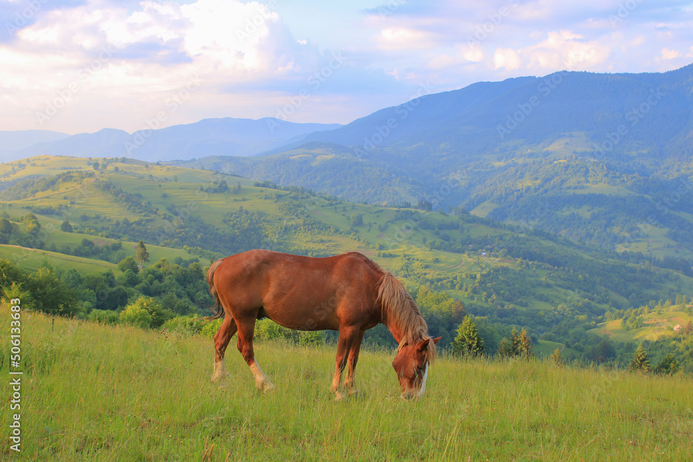 Red horse