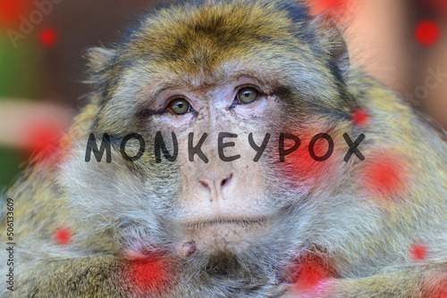 Monkeypox outbreak, MPXV virus, infectious disease spreading, sick monkey
 photo