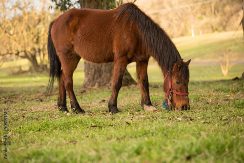 Wallpaper Mural CABALLOS Torontodigital.ca