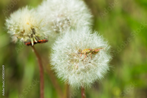 Carpocoris purpureipennis, of the family Pentatomidae, on the common dandelion's seedhead (lat. Taraxacum officinale), of the family Asteraceae. Central Russia.