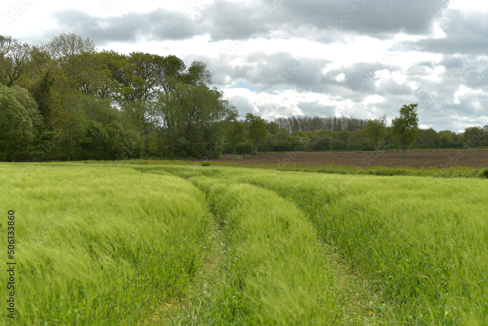 champ de blé