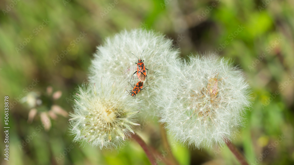 The cinnamon bug (lat. Corizus hyoscyami), of the family Rhopalidae, on the common dandelion's seedhead (lat. Taraxacum officinale), of the family Asteraceae. Central Russia. The cinnamon bug (lat. Corizus hyoscyami), of the family Rhopalidae, on the common dandelion's seedhead (lat. Taraxacum officinale), of the family Asteraceae. Central Russia.
