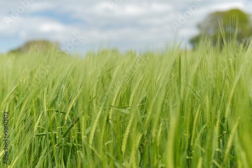 champ de blé © Anthony SEJOURNE