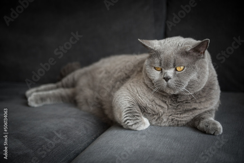 Elegant British short hair cat laying on a grey couch with bright orange eyes in a house Edinburgh, Scotland, UK