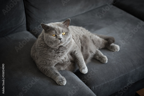 Elegant British short hair cat lies on a grey couch as she looks at the camera with candid eyes in a house Edinburgh, Scotland, UK © CarlosGLopez