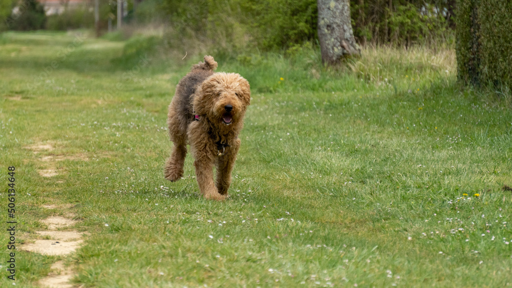 Beautiful Airdale Terrier purebred dog with an abundant curly coat running on a grassy path
