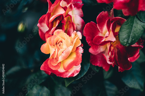 red and yellow roses