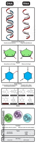 DNA vs RNA comparison chart infographic diagram biology genetic science education vector scheme illustration structure sugar base function type life time human strand chain code design