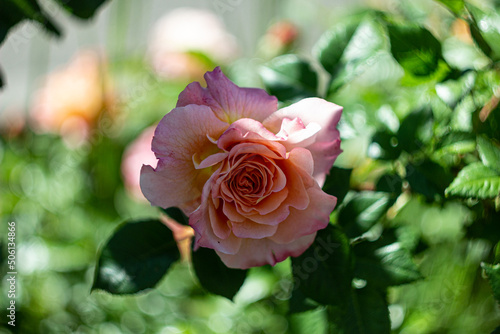 pink roses in garden