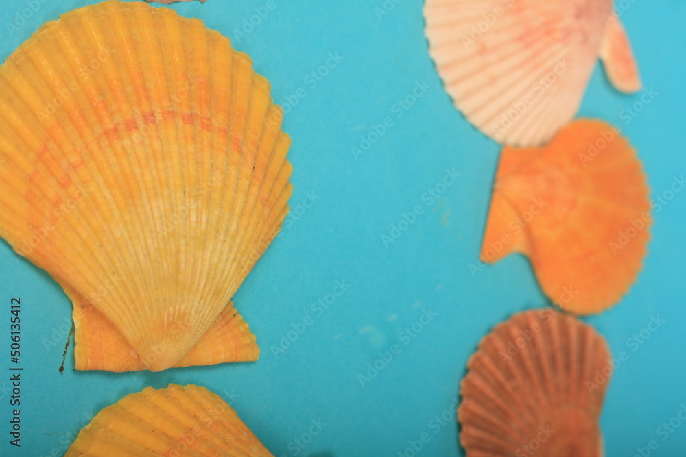 sea shells sea shells
