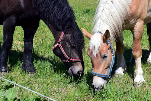 Dwa konie pasące się o różnej maści. Gniada czarna  oraz Sierść palomino  pasące się na zielonej trawie. 