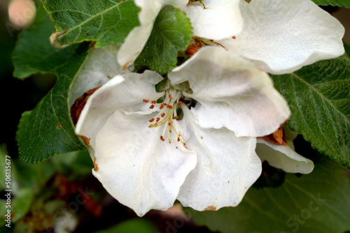 Kwiat jabłoni dzikiej ukryty między liśćmi. Biały duży kwiat drzewa owocowego. photo