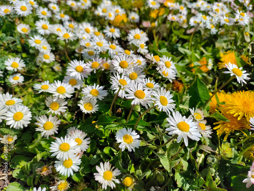 White daisies with yellow pistil in the garden. They are all covered with sunlight.