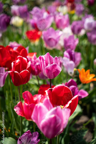Fototapeta Naklejka Na Ścianę i Meble -  Tulip. Beautiful bouquet of tulips. colorful tulips. tulips in spring,colourful tulip with dew drops