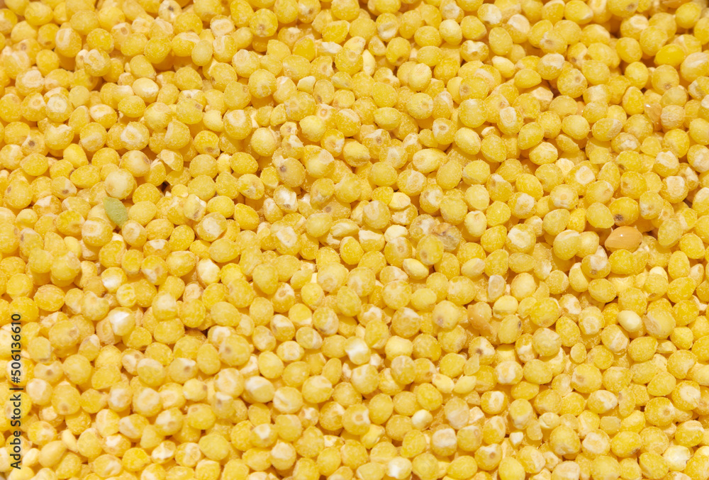 Texture background. Millet yellow grains, background, top view. Processed grains of millet, texture, macro, close-up. Peeled yellow grains of millet, top view, background. Yellow grains of millet. Texture background. Millet yellow grains, background, top view. Processed grains of millet, texture, macro, close-up. Peeled yellow grains of millet, top view, background. Yellow grains of millet.