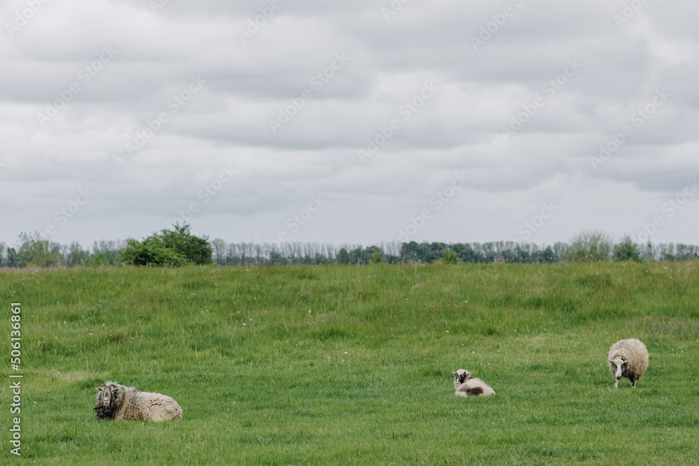 Three fluffy sheep in a grassy field Three fluffy sheep in a grassy field