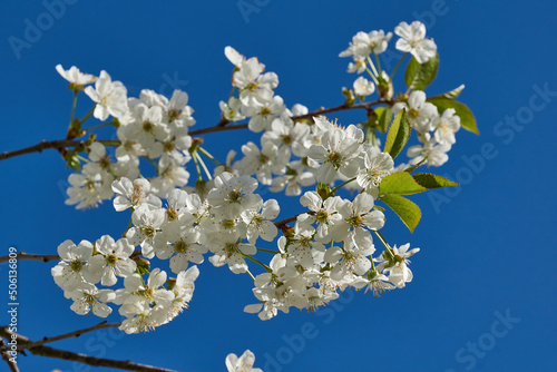 Cherry flowers on a blue sky background. Cherry blossoms in the garden.