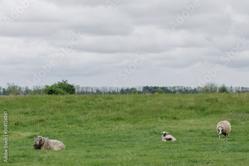 Three fluffy sheep in a grassy field
