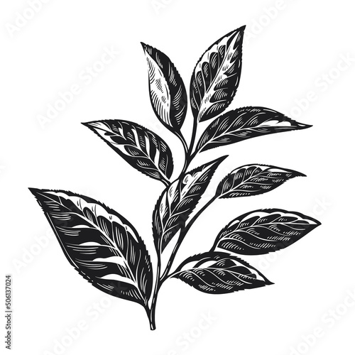 Tea leaves vintage engraving black and white vector illustration. Tea plant. © ledokol.ua