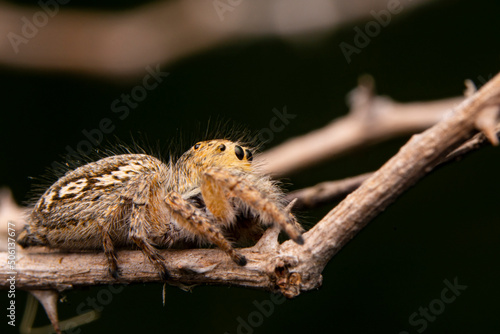 Close up beautiful jumping spider 