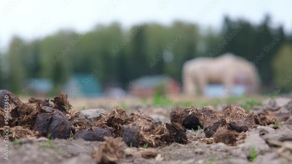 Horse manure in the foreground. Horses in the background. The concept of useful fertilizer Horse manure in the foreground. Horses in the background. The concept of useful fertilizer