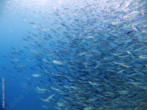 large school of fish of the red sea
