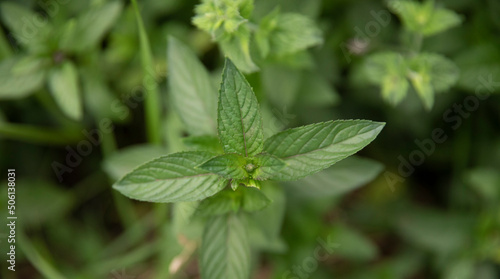 Fresh and organic cooking ingredients. Closeup view of Mentha piperita, also known as mint plant, dark green leaves foliage, growing in the kitchen garden.	