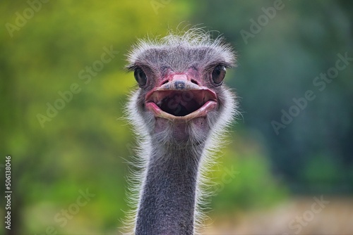 portrait of an ostrich © Xavier Rodríguez