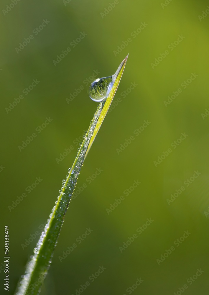 water drops on a blade of grass