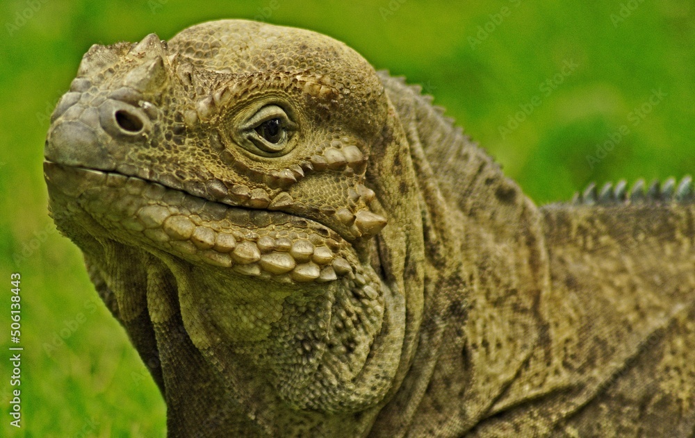iguana on a tree iguana on a tree