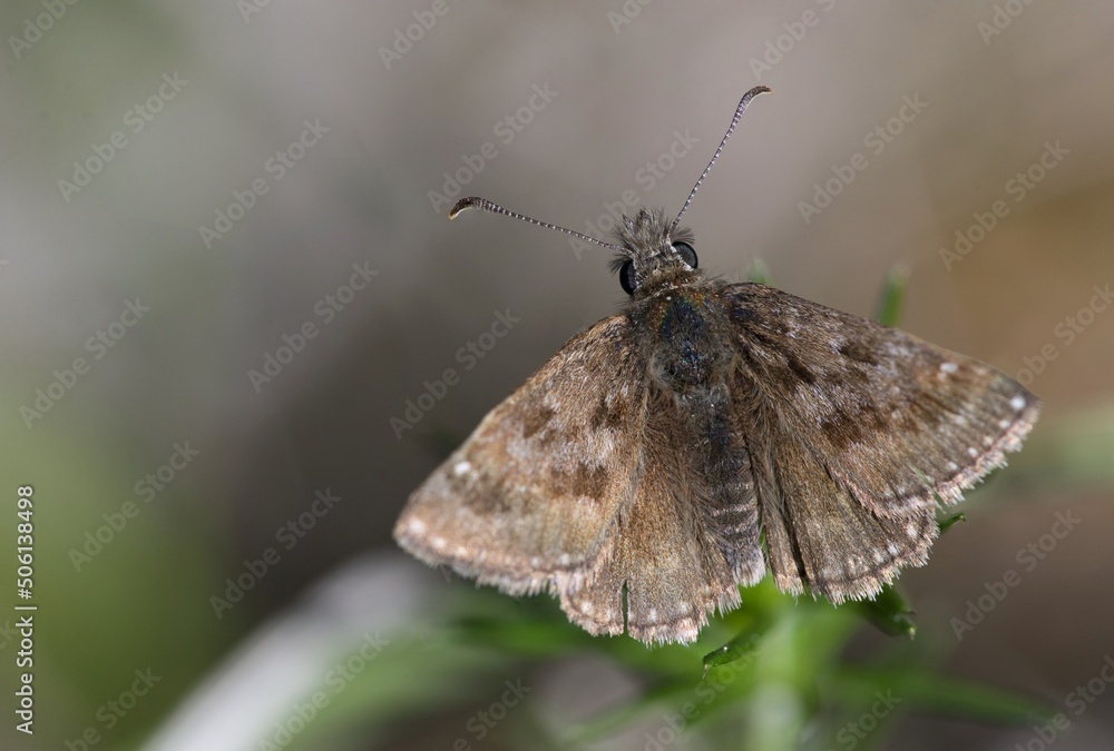Fototapeta premium Brown butterfly on spring meadow background