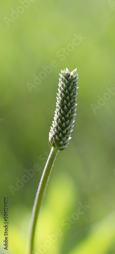 Plantain (Plantago lanceolata) for the production of tea mixtures that are supposed to have an anti-inflammatory and digestive effect. At the same time, decoctions of plantain are cooked for respirato